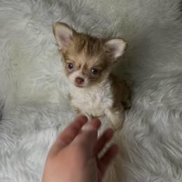 Girl 1 - Chocolate sabled fawn female Chihuahua puppy in Fargo, North Dakota from Wild Prairie Chihuahuas