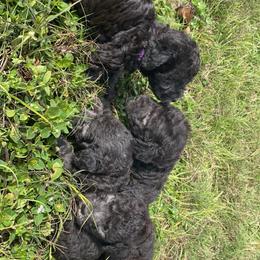 Bedlington Terrier and Great Dane Puppies from Show Bedlingtons