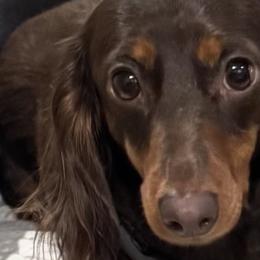 Dachshunds from GMZ Doxies SD