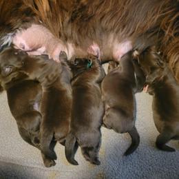 Pink - Brown female Newfoundland puppy in Sebeka, Minnesota from Bydand Newfoundlands & Whimsical Havanese