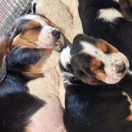 Basset Hounds from A&J's Backyard Bassets