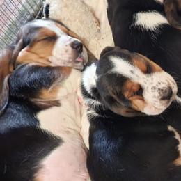 Basset Hounds from A&J's Backyard Bassets