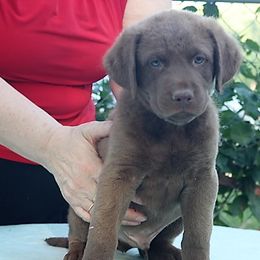 Juno- Lime Green Collar - Brown Chesapeake Bay Retriever puppy in Eureka, Kansas from Eska Creek Chesapeakes