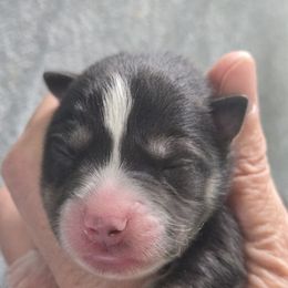 ELLA - Black and white female Pomsky puppy in Coatesville, Pennsylvania from Peaceful Pomskys