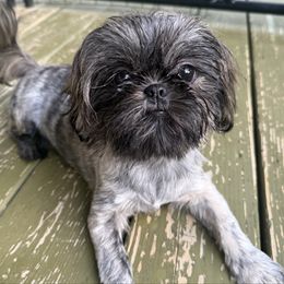 AKC Maggie - Brindle female Shih Tzu puppy in Meyers Park, North Carolina from 🌗 New Moon Shih Tzu 🌗