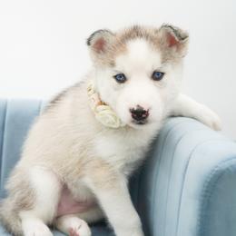 Siberian Husky Puppies from HuskiesWithFinesse