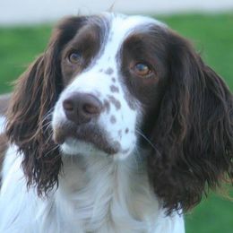 English Springer Spaniels from Jackpine Forest Springers