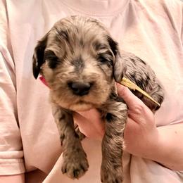 Alanis - Merle female Cockapoo puppy in Denver, Pennsylvania from Greenview Puppies