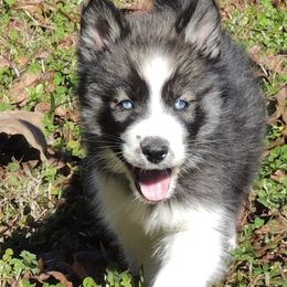 Pomsky and Siberian Husky Puppies from Beastly Beauties Huskies & Pomskies