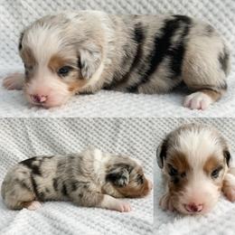Blue Merle male 3 - Blue merle male Miniature Australian Shepherd puppy in Brooker, Florida from Honey, I Shrunk the Aussies