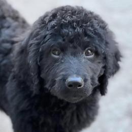 Goldendoodles from Mountainwest Goldendoodles