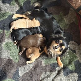 Chihuahua puppies from Maria's Chihuahuas