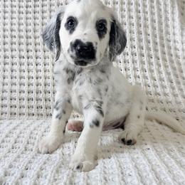 Philodendron- LUA long coat - White and black male Dalmatian puppy in Jefferson, Georgia from Spotted Jewels Dalmatians