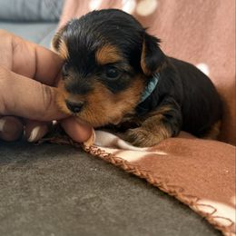 Blue - Black and tan female Yorkshire Terrier puppy in Washington, D.C. from Purple Ribbon Yorkie Kennel