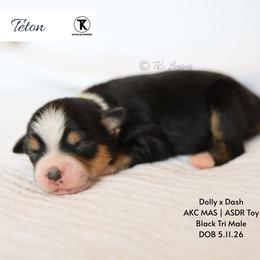 Teton -BTM2 - Black tri male Toy Australian Shepherd puppy in Nacogdoches, Texas from TK Standard, Mini, & Toy Aussies