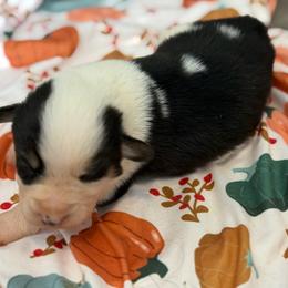 Casper - Black and tan male American Corgi puppy in Graham, Texas from Wild West Corgis