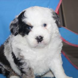 Emma - Blue merle female Bernedoodle puppy in Apple Creek, Ohio from Kathryn Troyer