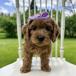 Girl 2 - Apricot female Australian Labradoodle puppy in Chelsea, Michigan from Michigan Labradoodles