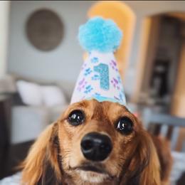 Dachshund All Grown Up from Dix n’ Dot Dachshunds