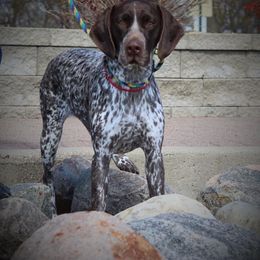 German Shorthaired Pointer All Grown Up from Pinecrest German Shorthair Pointers