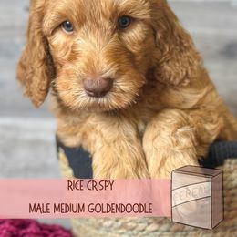 Male spot 2 - Red  male Goldendoodle puppy in Redmond, Oregon from Bourbon and Lace Doodles