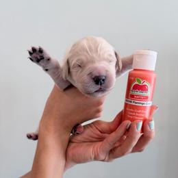 Girl 5 - Coral - Light golden female Golden Retriever puppy in Mc Minnville, Tennessee from Wishaw Whisky Golden Retrievers