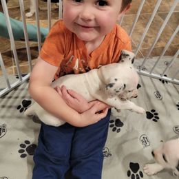 Dalmatian Puppies from Rock Creek Dalmatians