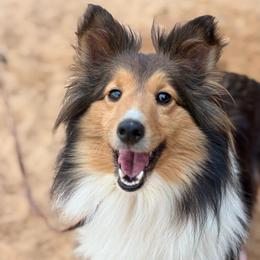 Eevee - Shetland Sheepdog