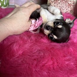 ELVIS 3500 See VIDEO - Black and tan male Chihuahua puppy in Manteca, California from Deb's Chihuahuas California