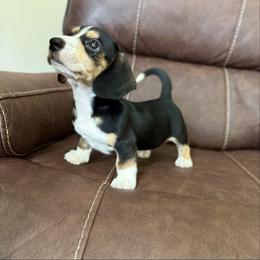 Cappuccino - Piebald male Dachshund puppy in Magnolia, Texas from Hillyard Ranch
