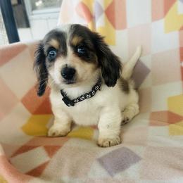 Boy 3 - Dapple male Dachshund puppy in Oklahoma from DRB Dachshunds