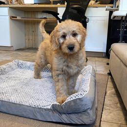 Chief - Apricot male Goldendoodle puppy in Sugarcreek, Ohio from True Hearted Doodles