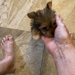 Yorkshire Terrier Puppies from Cindy's Yorkshire Terriers