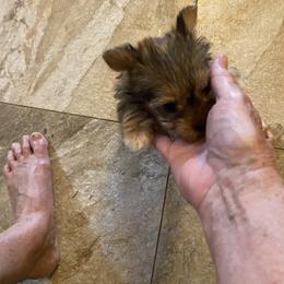 Yorkshire Terrier Puppies from Cindy's Yorkshire Terriers