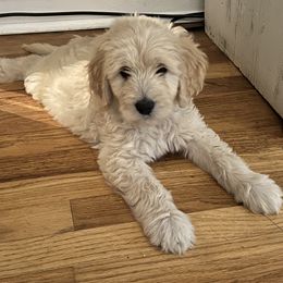 Goldendoodles from Bell Buckle Kennel Goldendoodles