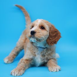 English Springer Spaniel and Springerdoodle Puppies from Family Raised Doodles