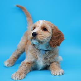 English Springer Spaniel and Springerdoodle Puppies from Family Raised Doodles