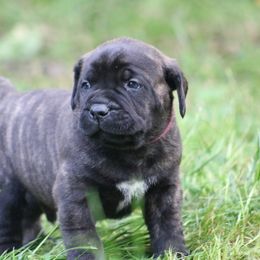 Boerboel Puppies from Northland Boerboels