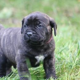Boerboel Puppies from Northland Boerboels