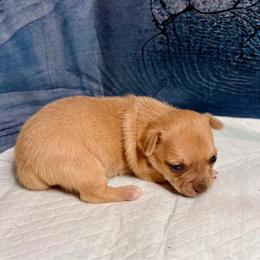 Sven - Fawn male Chihuahua puppy in Sherwood, Arkansas from Bartelt Breeders