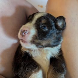 Miniature American Shepherd Puppies from Magnolia Tree Miniature American Shepherds