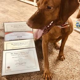 Dory - Vizsla