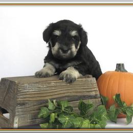 Miniature Schnauzer Puppies from Kindred’s Classic Miniature Schnauzers