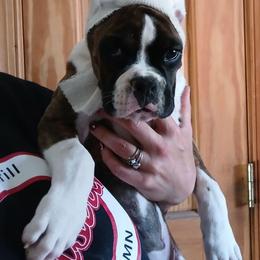 Franklin - Brindle male Boxer puppy in Cannon Falls, Minnesota from Pattys Boxers and Bulldogs