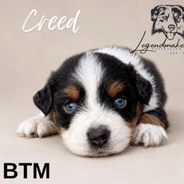Creed - Black tri male Miniature American Shepherd puppy in Leitchfield, Kentucky from Legendmaker MAS