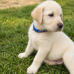 Blue Collar - Yellow male Labrador Retriever puppy in Archer Lodge, North Carolina from Archer Lodge Labradors