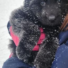 Sadie - Black female German Shepherd puppy in White Cloud, Michigan from Von WestLynn German Shepherds