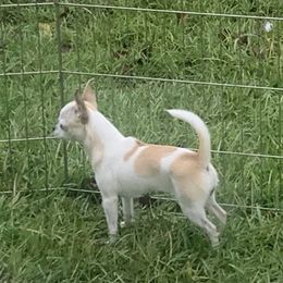 Millie - Chihuahua