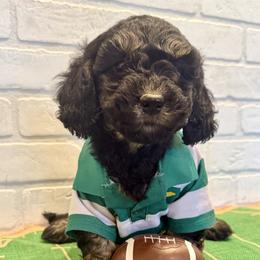 Blue Collar Boy - Phantom male Goldendoodle puppy in San Augustine, Texas from Vintage Doodles