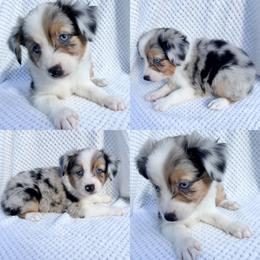 Tucker - Blue merle male Miniature Australian Shepherd puppy in Brooker, Florida from Honey, I Shrunk the Aussies